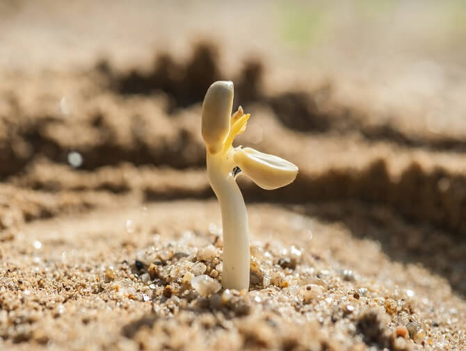 The largest peanut producers in the world