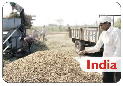 India - Agrocrops