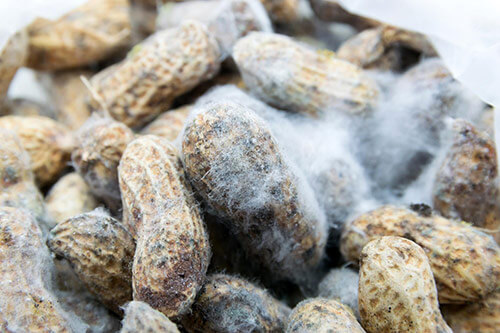 variation-aflatoxin-test-results-peanuts2